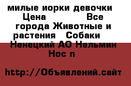 милые иорки девочки › Цена ­ 15 000 - Все города Животные и растения » Собаки   . Ненецкий АО,Нельмин Нос п.